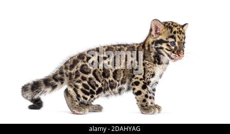 un cub léopard trouble, deux mois, Neofelis nebulosa, isolé sur du blanc Banque D'Images