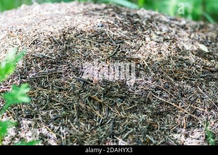 De grands fourmis parcourent un immense tas de fourmis sous le soleil en été. Banque D'Images