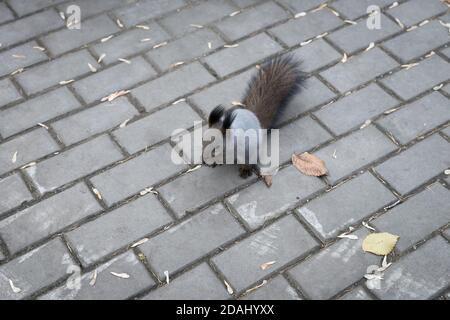 Un écureuil gris doux est assis et des noix de nains sur le pavé à l'automne. Banque D'Images