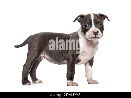 Vue latérale d'un jeune chiot américain Bully debout, isolé Banque D'Images