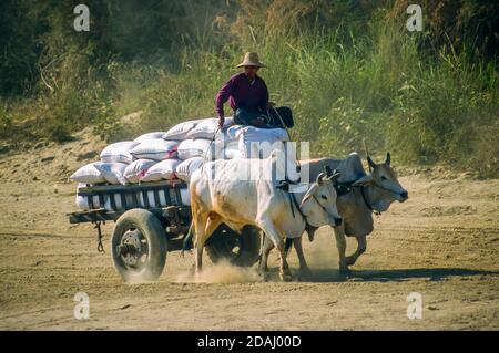 Un homme de la région monte une charrette traditionnelle transportant des piles dans un nuage de poussière sur la rive de la rivière Irrawaddy, au Myanmar (Birmanie) Banque D'Images