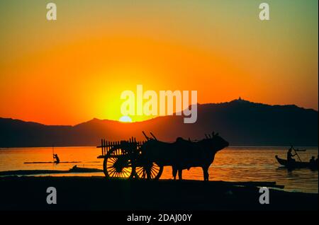 Une charrette à taureaux traditionnelle silhouettée dans le Vieux Bagan sur les rives de l'Irrawaddy River, Myanmar (Birmanie) dans la soirée au coucher du soleil pendant que le soleil se couche Banque D'Images