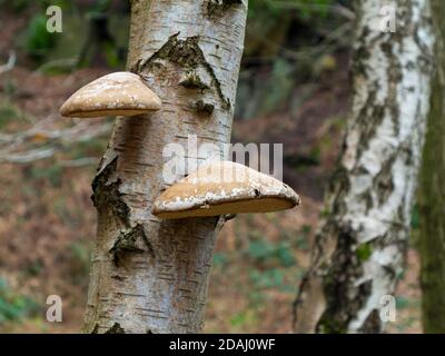 Champignons de support ou d'étagère qui poussent sur une branche d'arbre ces champignons sont également connus sous le nom de conks et de polypores. Banque D'Images