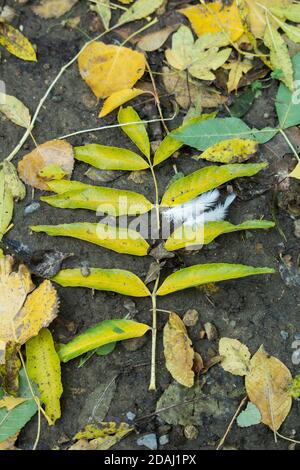 Plan vertical de feuilles mortes dans une forêt Banque D'Images