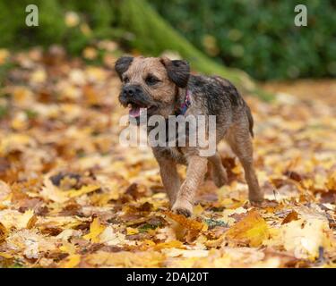 chien de terrier de bordure s'amusant à courir dans les feuilles Banque D'Images