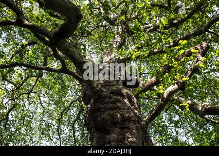 Vue d'en dessous dans la voûte d'un majestueux London plane Tree (Platanus x acerifolia) sur le sentier de la Tamise à Richmond au printemps. Banque D'Images