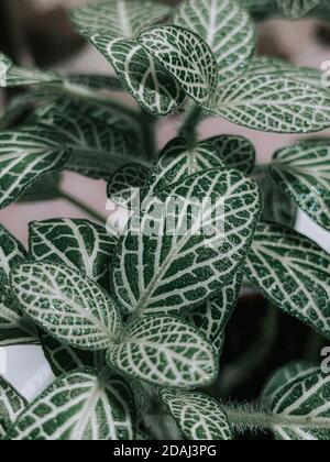 Gros plan vertical de plantes vertes Banque D'Images