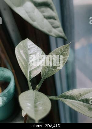 Gros plan vertical de plantes vertes Banque D'Images