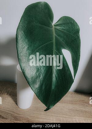 Gros plan vertical de plantes vertes Banque D'Images