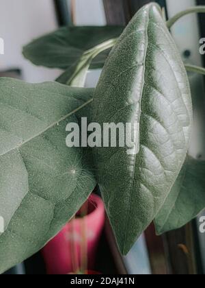 Gros plan vertical de plantes vertes Banque D'Images