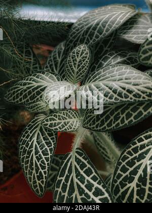 Gros plan vertical de plantes vertes Banque D'Images