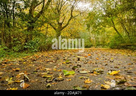 Feuilles tombées sur une route asphaltée humide par temps pluvieux en automne dans la forêt de Balijbos près de Zoetermeer, aux pays-Bas Banque D'Images