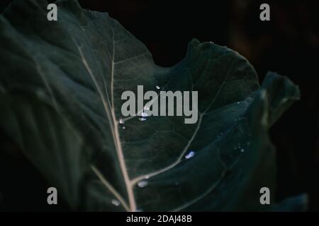 Gros plan vertical de plantes vertes Banque D'Images