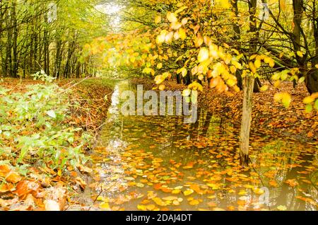 Scène colorée dans une forêt de hêtres près de Zoetermeer, aux pays-Bas, par temps pluvieux, avec des hêtres réfléchissantes dans un fossé partiellement couvert de lée déchue Banque D'Images