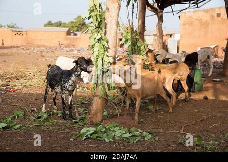 Selingue, Mali, le 25 avril 2015; les chèvres en vente sur la rue principale sont nourris achètent leur propriétaire Fulani. Banque D'Images