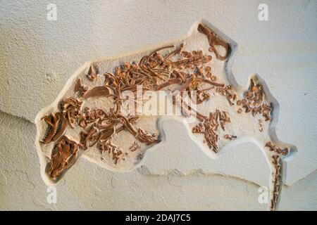 Monument national de Fossil Butte, Wyoming, États-Unis, Amérique Banque D'Images