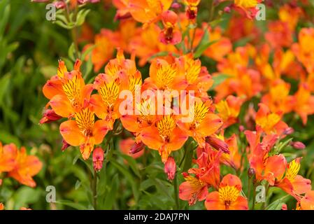 Lily orange des Incas, Lily péruvienne, Alstroemeria, Alstroemeria aurea Banque D'Images