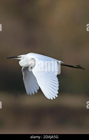 Aigrette garzette (Egretta garzetta) Banque D'Images