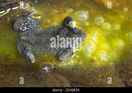 Gelbbauchunke, Gelbbauch-Unke, Bergunke, Unke, Unken, Bombina variegata, crapaud à ventre jaune, crapaud à ventre jaune, crapaud à feu variable, Sonneur à ventre Banque D'Images