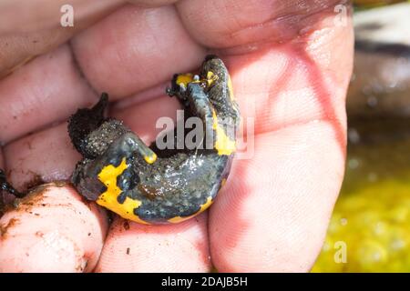 Gelbbauchunke, Gelbbauch-Unke, Bergunke, Unke, Unken, Kahnstellung BEI Bedrohung, Bombina variegata, crapaud à ventre jaune, crapaud à ventre jaune, variegated Banque D'Images