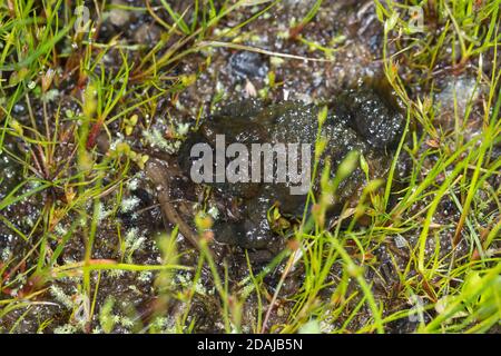 Gelbbauchunke, Gelbbauch-Unke, Bergunke, Unke, Unken, Bombina variegata, crapaud à ventre jaune, crapaud à ventre jaune, crapaud à feu variable, Sonneur à ventre Banque D'Images