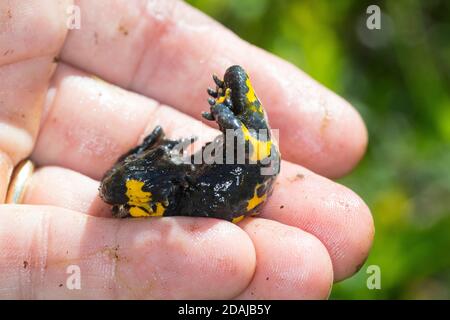 Gelbbauchunke, Gelbbauch-Unke, Bergunke, Unke, Unken, Kahnstellung BEI Bedrohung, Bombina variegata, crapaud à ventre jaune, crapaud à ventre jaune, variegated Banque D'Images