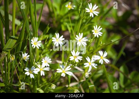 De petites fleurs blanches fleurissent le jour de l'été. Photo de gros plan de la grande millepertuis ou Stellaria holostea Banque D'Images