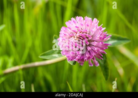 Photo macro de fleur de trèfle rose avec mise au point douce sélective. Le trèfle ou le trèfle sont des noms communs pour les plantes du genre Trifolium Banque D'Images