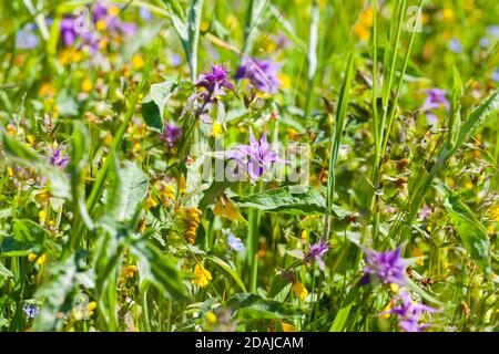 Fleurs jaune vif et bleu Melampyrum nemorosum connu sous le nom de nuit et jour floraison à la journée ensoleillée d'été. Gros plan avec mise au point sélective Banque D'Images