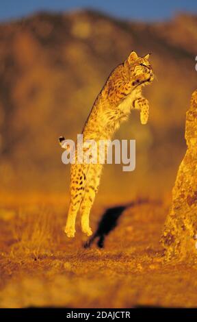 BOBCAT LYNX RUFUS, ADULTE QUI BONDIT SUR ROCK, CANADA Banque D'Images