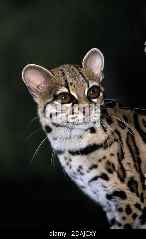 Chat MARGAY leopardus wiedi, PORTRAIT D'ADULTE Banque D'Images