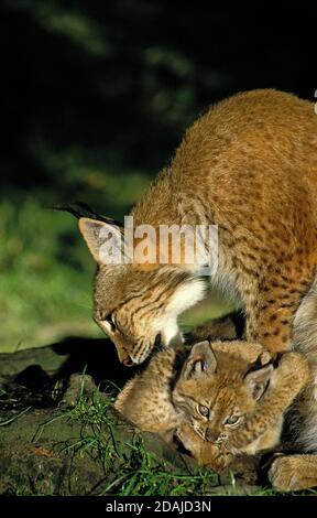 LYNX felis lynx EUROPÉEN, FEMELLE AVEC CUB Banque D'Images