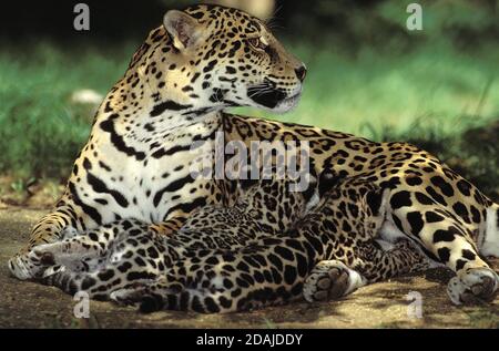 JAGUAR Panthera onca, FEMME AVEC CUB SUCKLING Banque D'Images