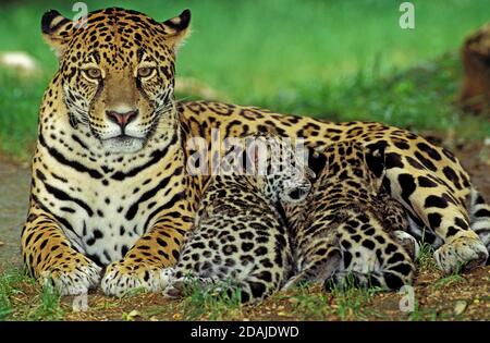 JAGUAR Panthera onca, FEMME AVEC CUB SUCKLING Banque D'Images