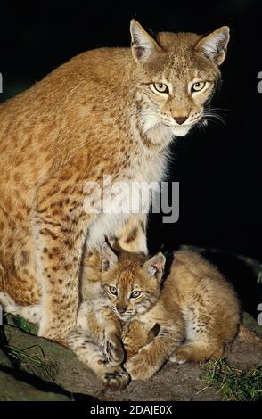 LYNX felis lynx EUROPÉEN, FEMELLE AVEC CUB Banque D'Images