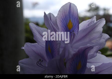 Un gros plan de fleurs de lavande poussant sur une jacinthe d'eau usine Banque D'Images