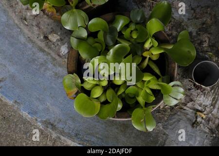 Plante de jacinthe d'eau commune qui pousse dans un pot d'argile Banque D'Images