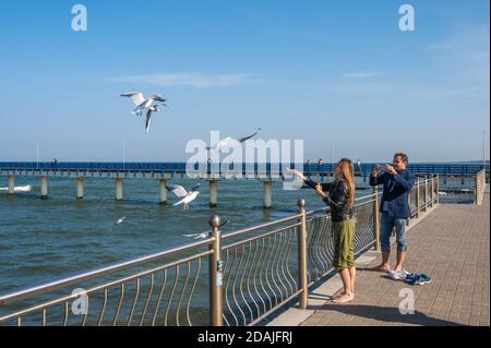 RUSSIE, ZELENOGRADSK - 29 SEPTEMBRE 2020 : une femme se tient sur le remblai pieds nus et se nourrit des mains de mouettes volantes. L'homme le tire sur un smartphone par temps ensoleillé Banque D'Images