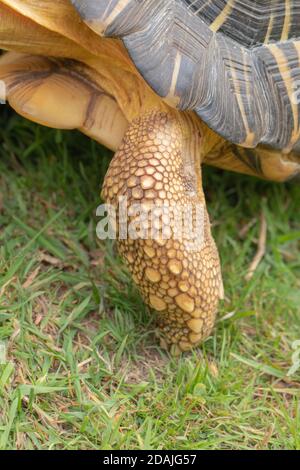 Tortue rayonnée (Astrochelys radiata). Pied avant gauche ou avant. Peut-être décrit comme éléphantine, en forme et en proportions. Roulement de poids. Exemple Banque D'Images