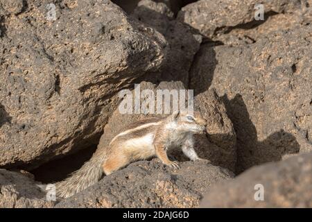 Mignon petit écureuil africain sur un fond de pierres à Fuerteventura, Espagne. Banque D'Images