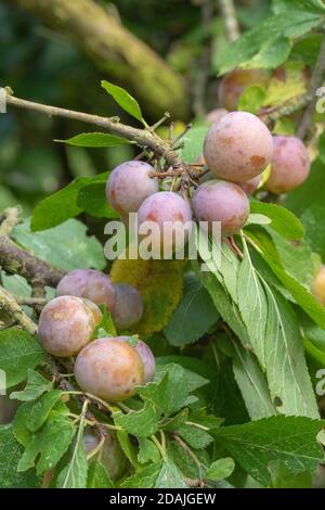 Prunus cerasifera (prunus cerasifera). Cultivé en Europe depuis 400 ans. Naturalisé au Royaume-Uni. On a trouvé la croissance dans les haies. Norfolk. Anglia est Banque D'Images