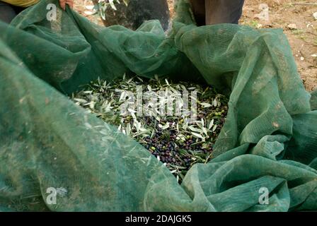 Récolte d'olives fraîches dans les filets verts des agriculteurs dans Un champ d'oliviers en Italie pour la production de huile d'olive vierge Banque D'Images