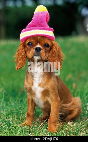 CAVALIER KING CHARLES SPANIEL, PUP PRÊT POUR L'HIVER Banque D'Images