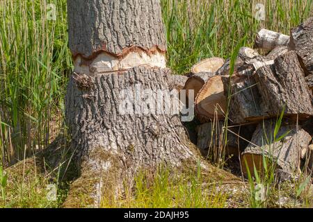 Tronc de chêne barré en anneau (Quercus robur). À l'aide d'une tronçonneuse. Couper délibérément à travers les couches extérieures de l'écorce, y compris la couche de cambium. Banque D'Images