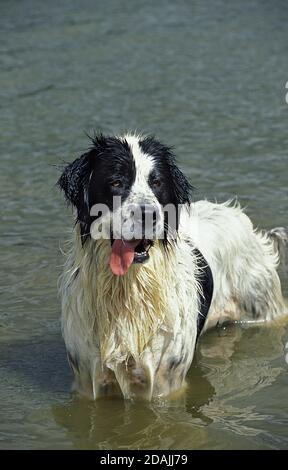 Adultes, LANDSEER DEBOUT DANS L'EAU Banque D'Images