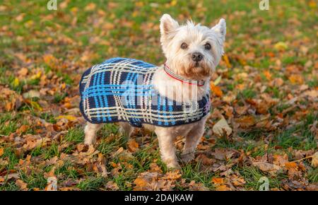 Peebles, frontières écossaises, Royaume-Uni. 13 novembre 2020. UK Scotland, UK weather Jock, le West, West Highland Terrier de huit ans, a l'air dandy dans sa veste de tartan tricotée chaude, tricotée par sa granny. Rester au chaud comme prévu le week-end d'être venteux avec beaucoup de feuilles d'automne soufflant. Crédit : phil wilkinson/Alay Live News Banque D'Images