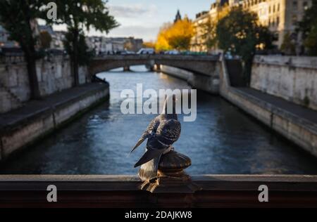 Oiseaux assis sur le pont au-dessus de la Seine à Paris. Vue depuis le pont Pont au Double Banque D'Images