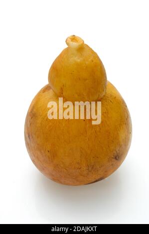 Buffle fumé caciocavallo typique de la région du sud de l'Italie et assaisonné en grotto isolé sur fond blanc Banque D'Images