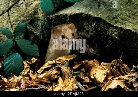 WEASEL MUSTELA NIVALIS, CHEF D'ADULTE SORTANT DE FEUILLES MORTES Banque D'Images