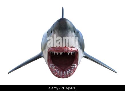 illustration 3d d'une vue de face d'un grand requin blanc avec des mâchoires larges ouvertes montrant des dents manquantes isolées sur un fond blanc. Banque D'Images